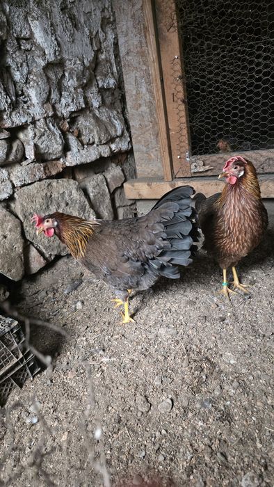 Cocoși si Gaini Italiană Potârnichie tineret