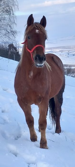 Manza de un an pe doi