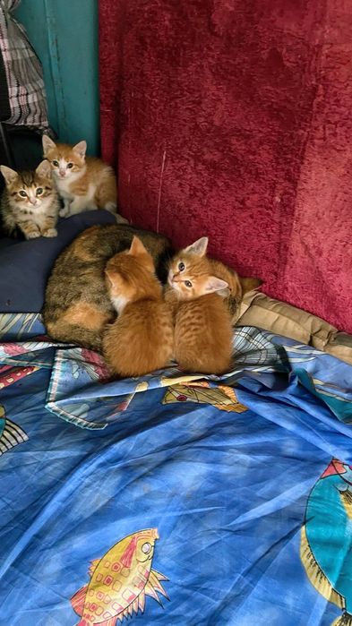 Котята крысоловы бесплатно Каскелен