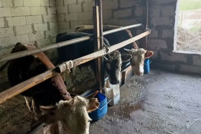 Продам бычков 25 голов
