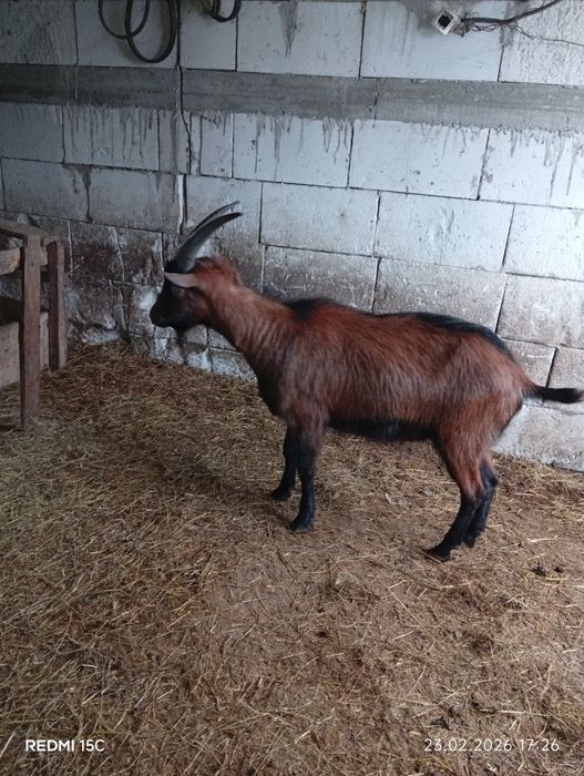 Vînd s-au schimb Țap alpin Francez de rasă pură vîrstă 1 an pur france