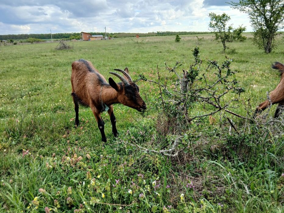 Vând un țap alpin francez