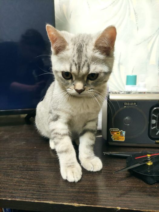 Шотландские котята