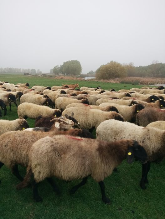 Oi carabase de Vanzare