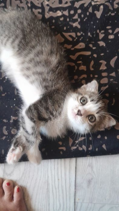 Котёнок скоттиш страйт