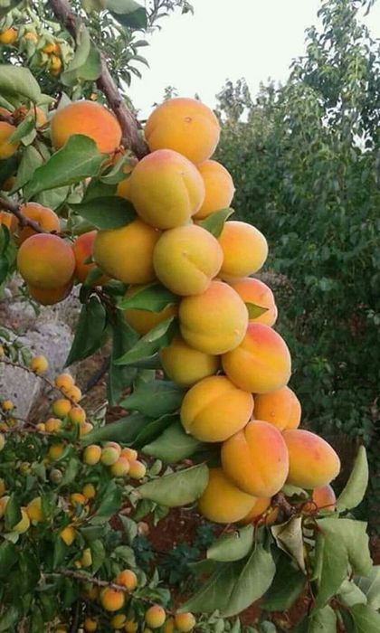 Pomi Fructiferi Columnari (CAIS )