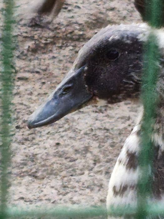 Zotli broyler ordak jojalari Adler va Goluboy favorit
