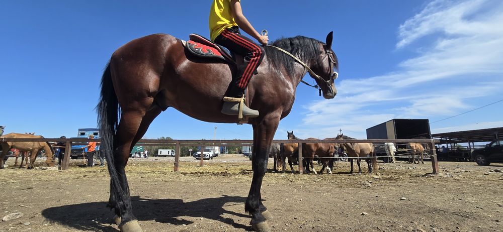 продам иноходцев