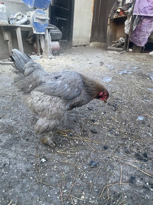 Fam brahma vreu sa schimb cu fam de wiandote argintiu zona bacau sa