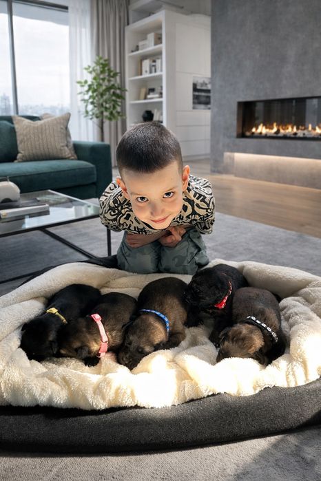 Щенки  бельгийской овчарки