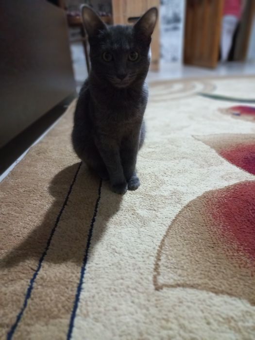 Котенок небольшой