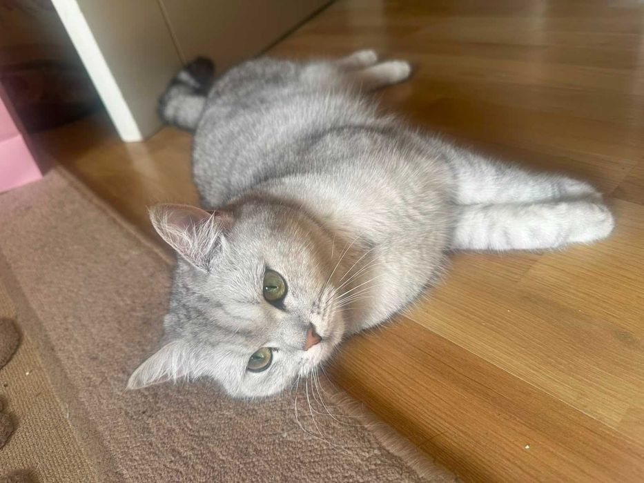 Кошка британская Шиншилла