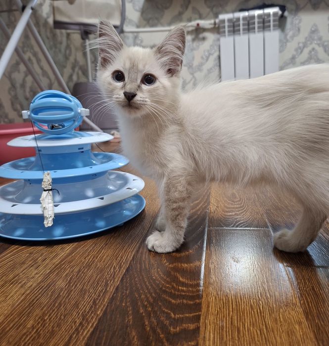 Котята хорошие руки