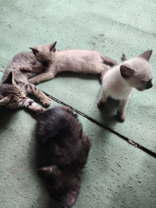 Отдам красивых котят