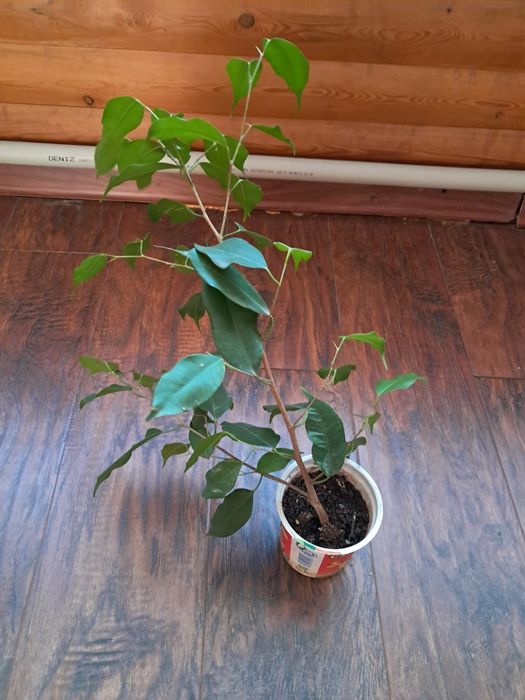 Продам комнатные цветы