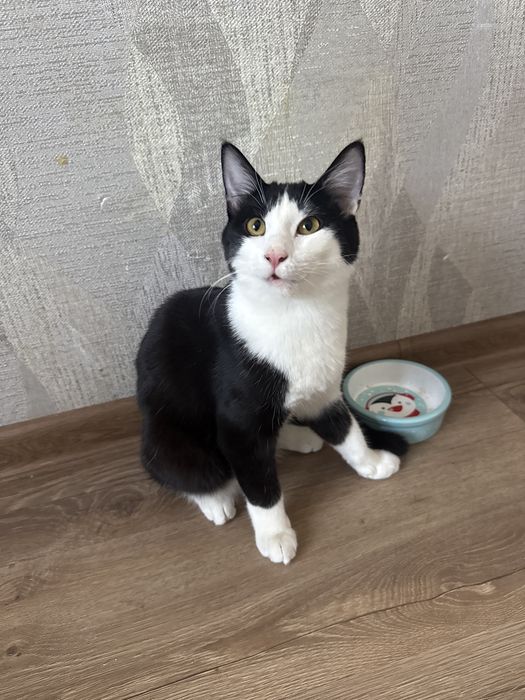 Кошка 6 месяц отдам даром