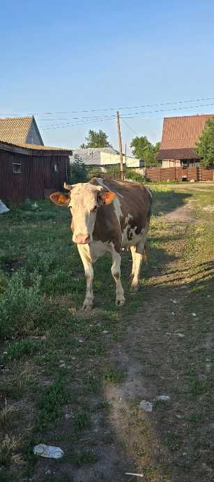 Продам молочную корову