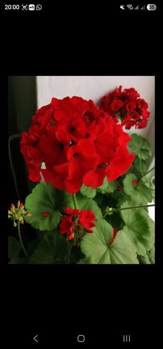 Неприхотливые цветы