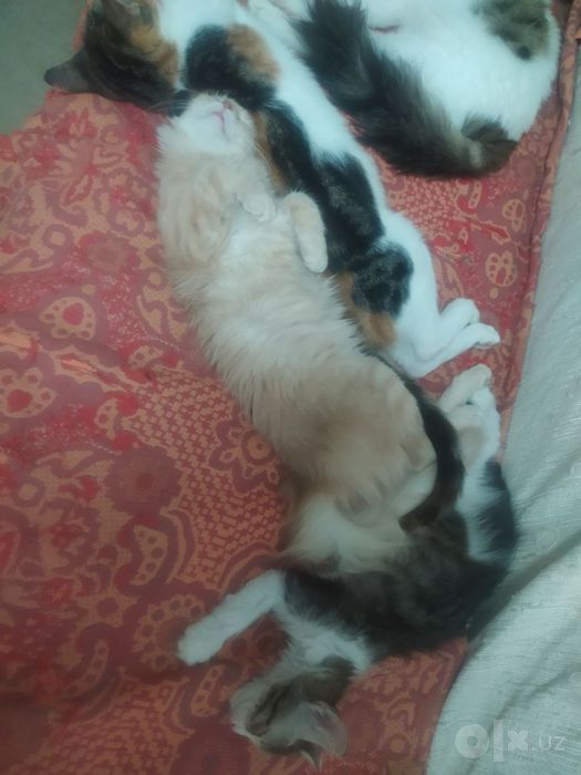 Котята даром. Спасите котят!