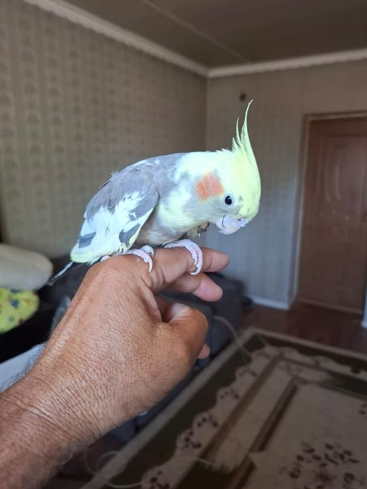 Попугай корелли.
