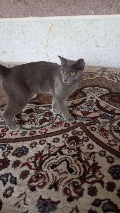 Кошка британский