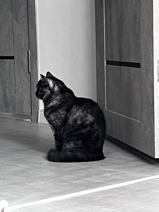 Кошечка шотландка