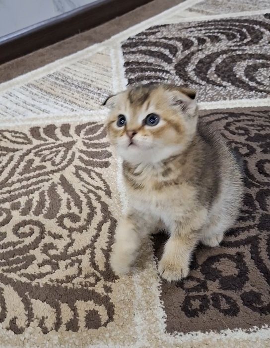 Продаются котята