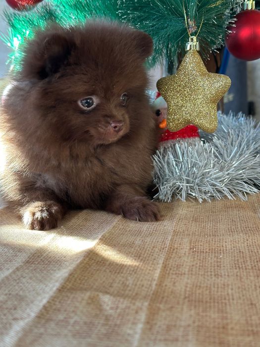 Померан мъжки шоколад