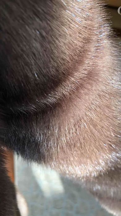 Норковая шуба