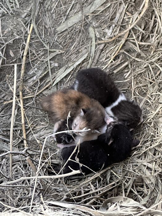 Котята новорожденные