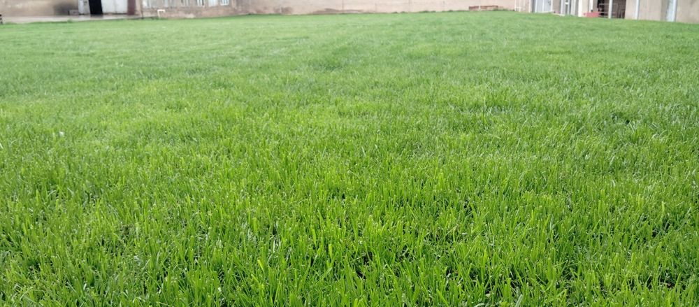 Gazon tayyor rulon gazon