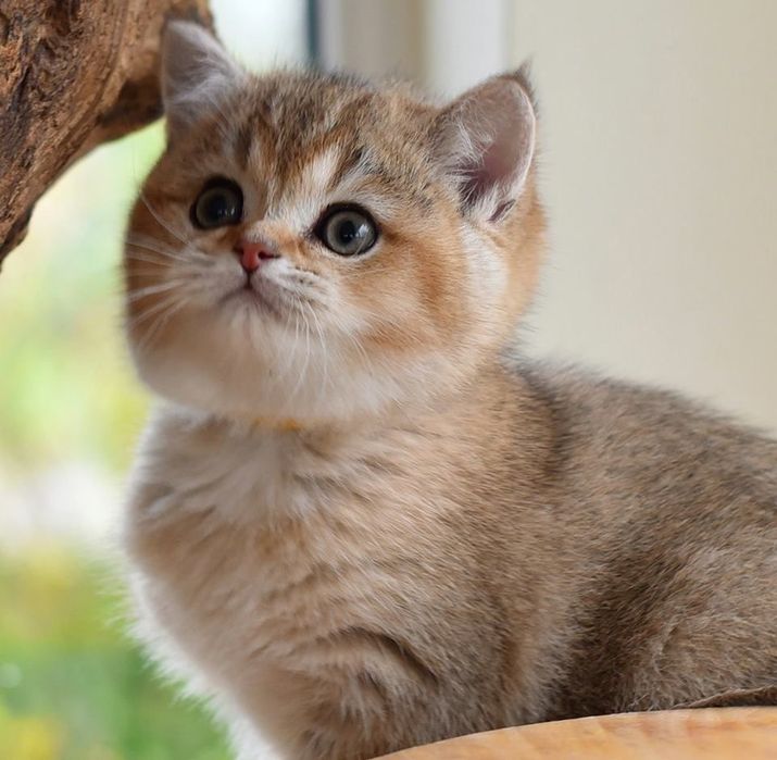 British shorthair băiețel