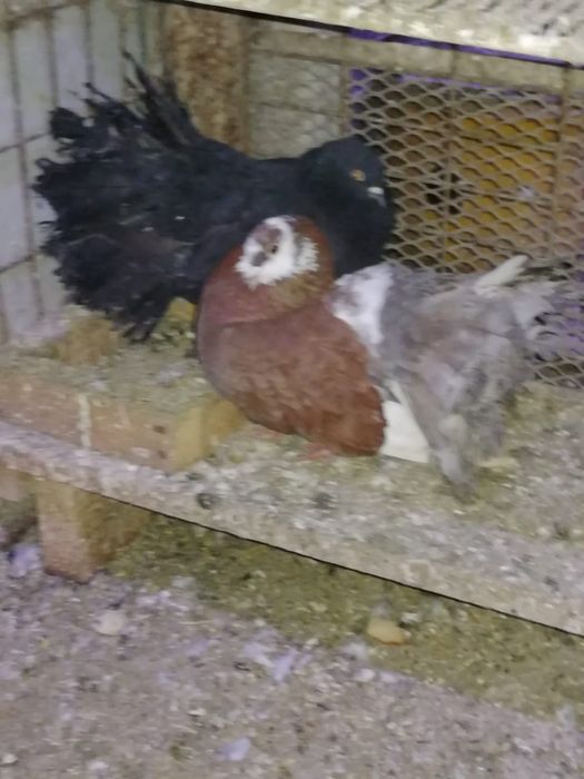 Vând găini și porumbei