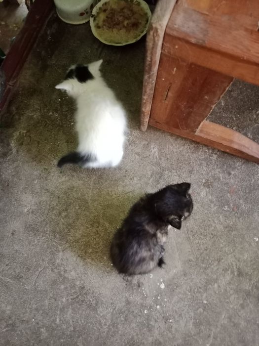 Котята,2мес.белые-мальчик и девочка,черная-девочка
