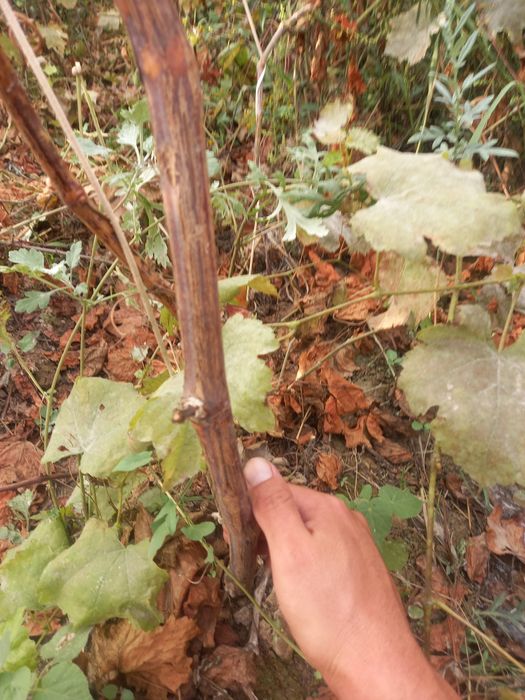 Uzum kochatlar 3 yillik