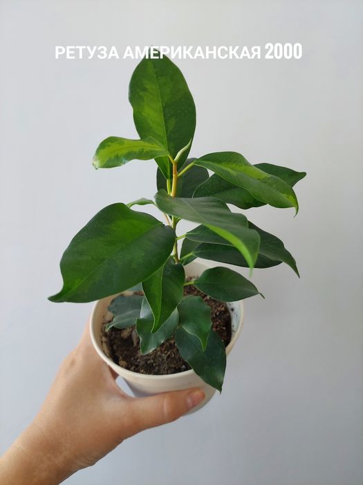 Комнатные растения