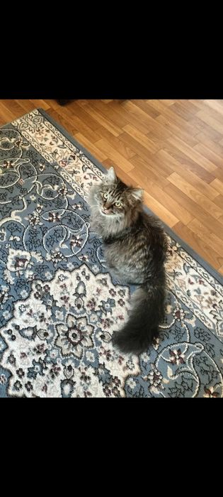 Отдам кота в добрые руки