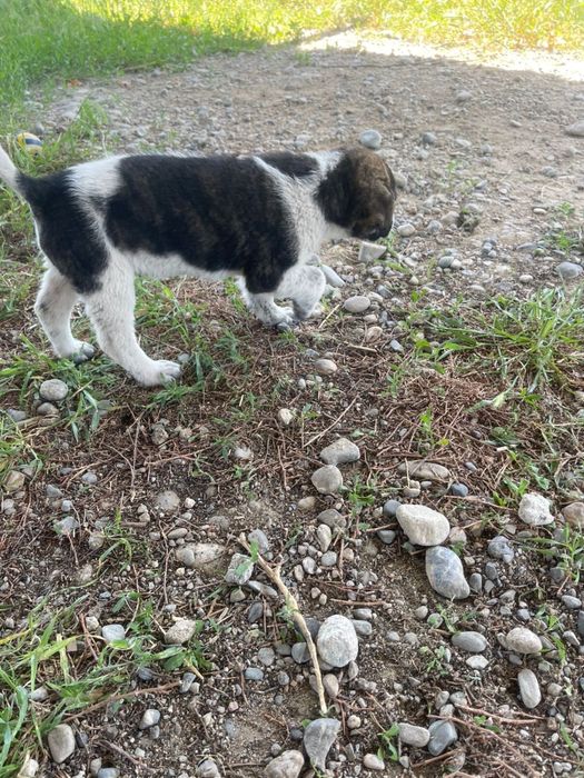 Девочка. 1,5-2 месяца.