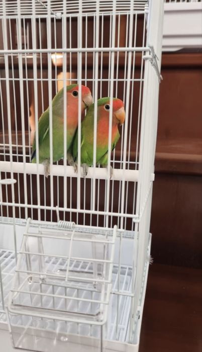 Неразлучники пара