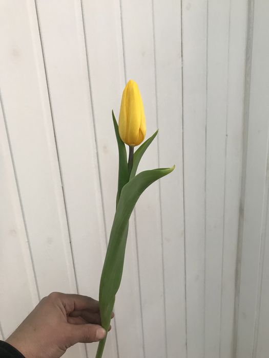 Луковицы тюльпана