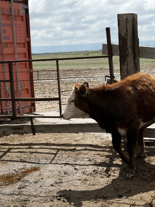 продам годовалых телок