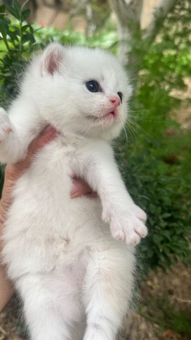 Продается сотилади