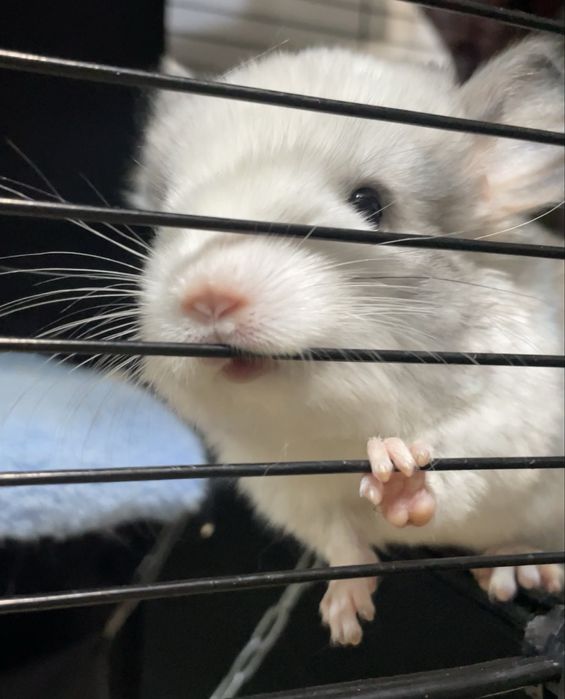 Продам шиншилл девочки