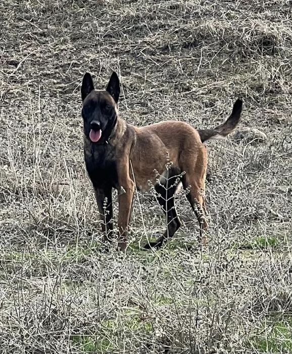 Белгийска овчарка