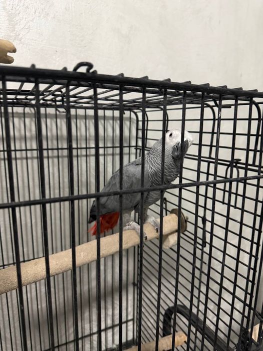 Jako (African Grey) papugay