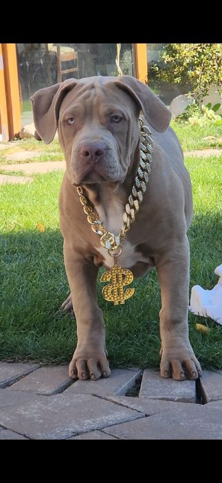 American bully xl