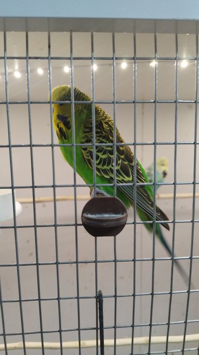 Peruși  ,pui și perechi reproducătoare