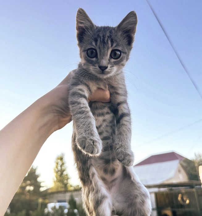 Котята в добрые руки!