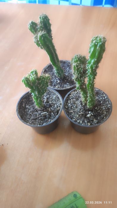 Кактусы скала маленькие.