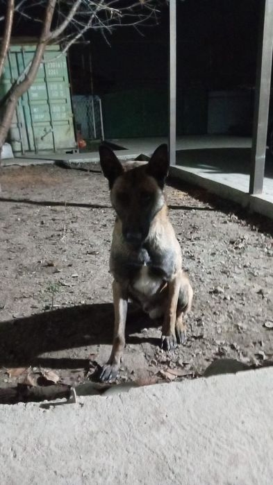 Продам бельгийскую овчарку